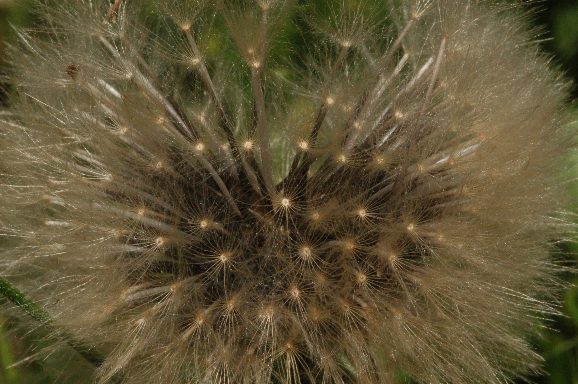 Flowers 3